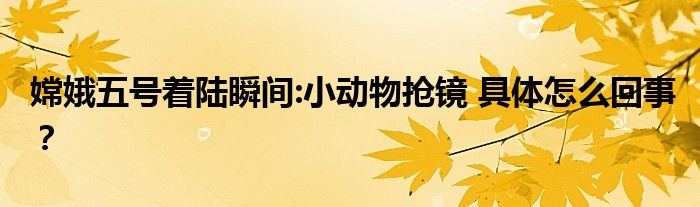 嫦娥五号着陆瞬间:小动物抢镜 具体怎么回事?