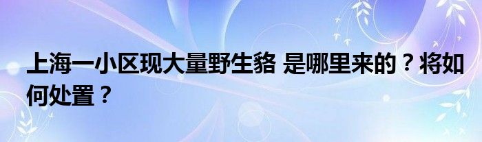 上海一小区现大量野生貉 是哪里来的?将如何处置?