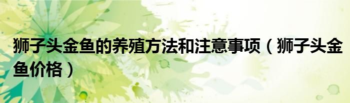 狮子头金鱼的养殖方法和注意事项(狮子头金鱼价格)
