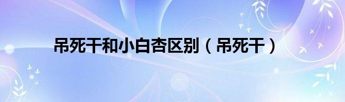 吊死干和小白杏区别(吊死干)