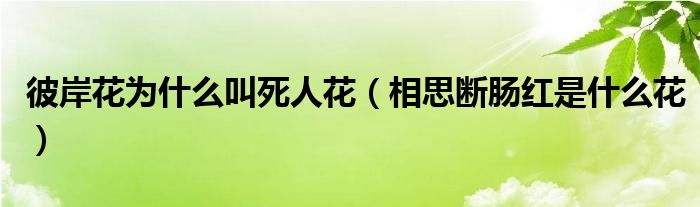 彼岸花为什么叫死人花(相思断肠红是什么花)
