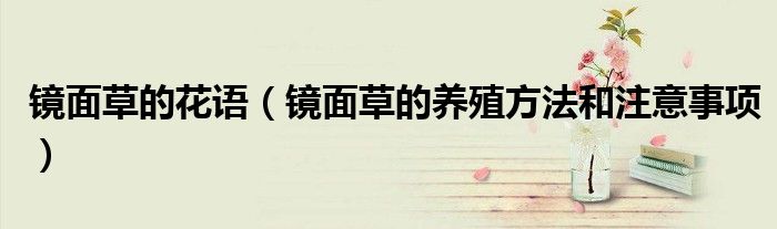 镜面草的花语(镜面草的养殖方法和注意事项)