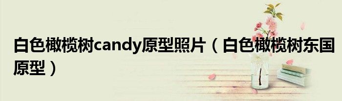 白色橄榄树candy原型照片(白色橄榄树东国原型)