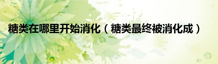 糖类在哪里开始消化(糖类最终被消化成)