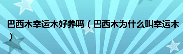 巴西木幸运木好养吗(巴西木为什么叫幸运木)