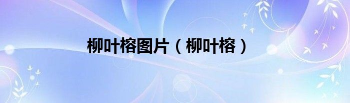 柳叶榕图片（柳叶榕）