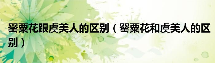 罂粟花跟虞美人的区别(罂粟花和虞美人的区别)