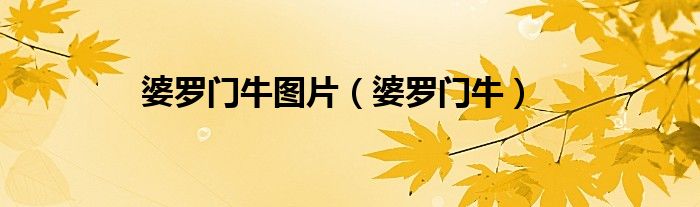 婆罗门牛图片（婆罗门牛）