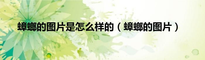 蟑螂的图片是怎么样的(蟑螂的图片)
