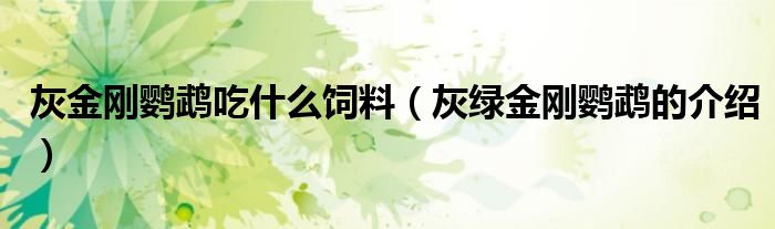 灰金刚鹦鹉吃什么饲料(灰绿金刚鹦鹉的介绍)