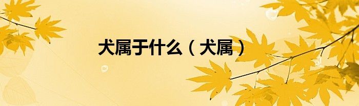 犬属于什么（犬属）