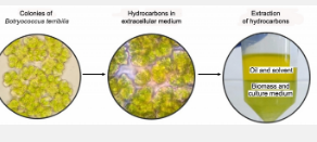 研究人员培育用于生产生物燃料的微藻