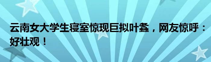 云南女大学生寝室惊现巨拟叶螽,网友惊呼:好壮观!