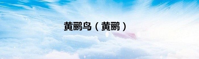 黄鹂鸟（黄鹂）