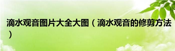 滴水观音图片大全大图(滴水观音的修剪方法)