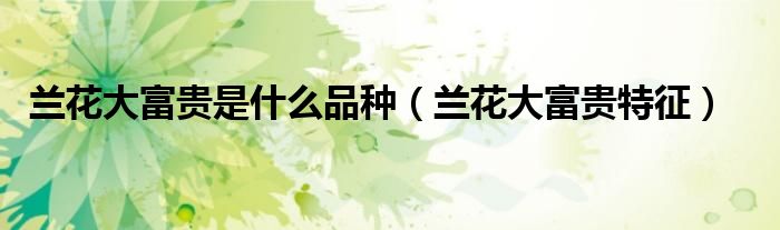 兰花大富贵是什么品种(兰花大富贵特征)