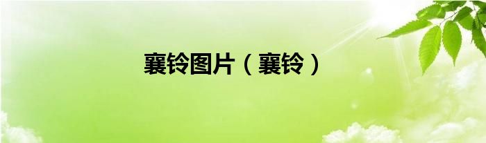 襄铃图片（襄铃）