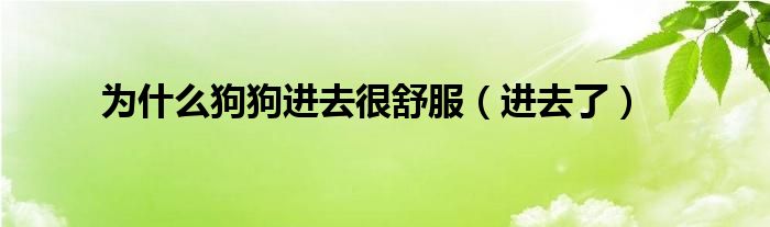 为什么狗狗进去很舒服(进去了)