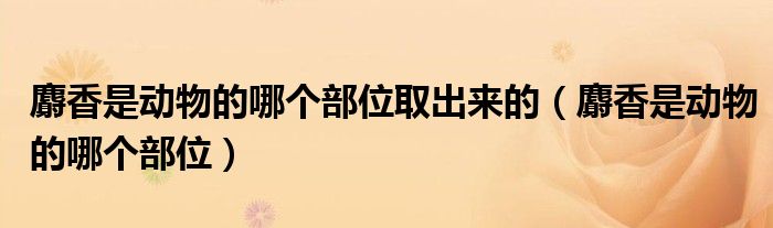 麝香是动物的哪个部位取出来的(麝香是动物的哪个部位)