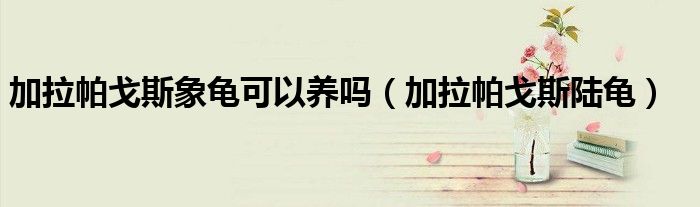 加拉帕戈斯象龟可以养吗(加拉帕戈斯陆龟)
