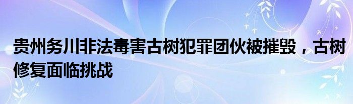 贵州务川非法毒害古树犯罪团伙被摧毁,古树修复面临挑战