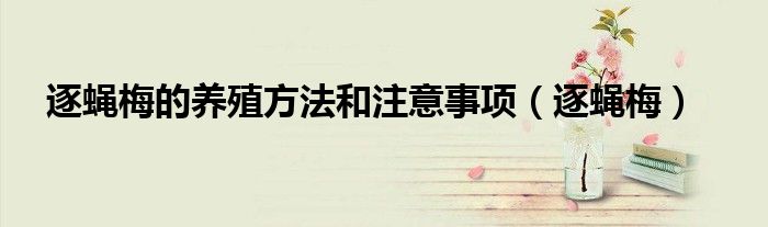 逐蝇梅的养殖方法和注意事项(逐蝇梅)