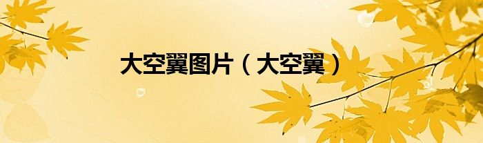 大空翼图片（大空翼）