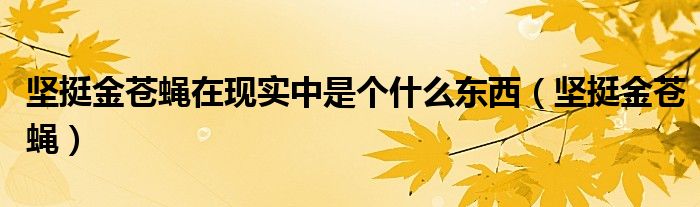 坚挺金苍蝇在现实中是个什么东西(坚挺金苍蝇)