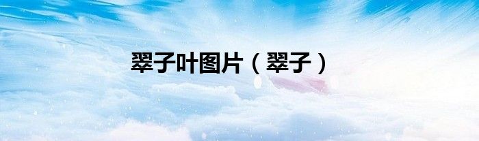 翠子叶图片（翠子）