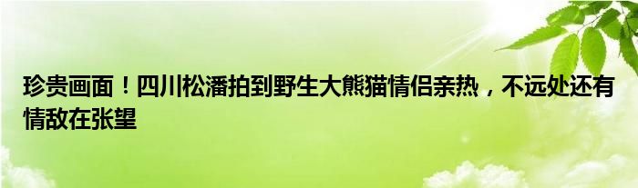 珍贵画面!四川松潘拍到野生大熊猫情侣亲热,不远处还有情敌在张望