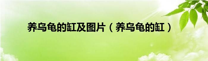 养乌龟的缸及图片(养乌龟的缸)