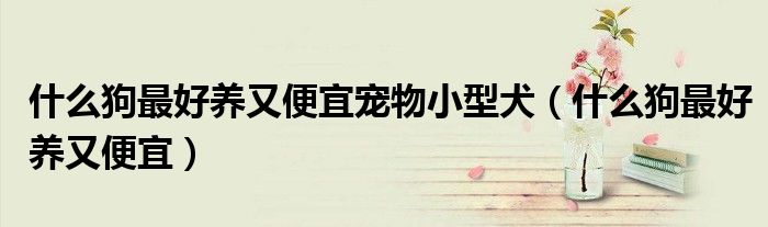 什么狗最好养又便宜宠物小型犬(什么狗最好养又便宜)