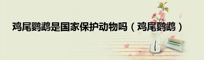 鸡尾鹦鹉是国家保护动物吗(鸡尾鹦鹉)