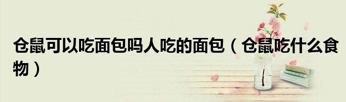 仓鼠可以吃面包吗人吃的面包(仓鼠吃什么食物)