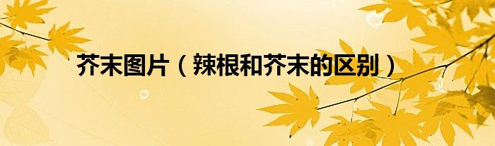 芥末图片(辣根和芥末的区别)