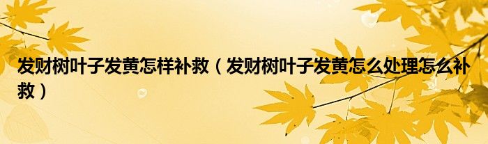 发财树叶子发黄怎样补救(发财树叶子发黄怎么处理怎么补救)