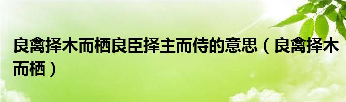 良禽择木而栖良臣择主而侍的意思(良禽择木而栖)