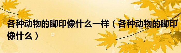 各种动物的脚印像什么一样(各种动物的脚印像什么)