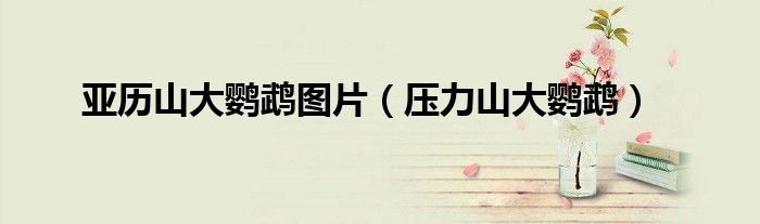 亚历山大鹦鹉图片(压力山大鹦鹉)