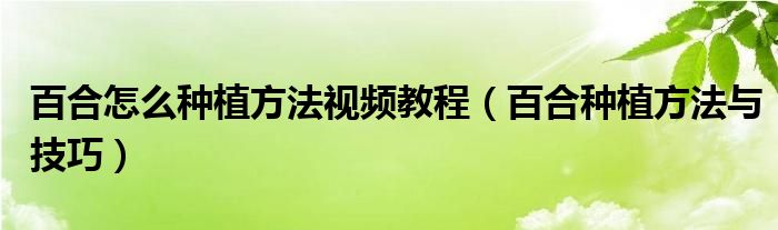 百合怎么种植方法视频教程（百合种植方法与技巧）