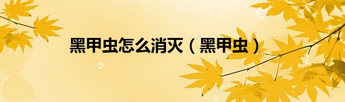 黑甲虫怎么消灭（黑甲虫）