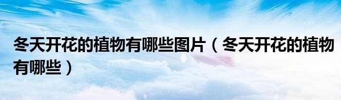 冬天开花的植物有哪些图片(冬天开花的植物有哪些)