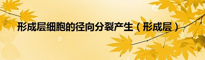 形成层细胞的径向分裂产生(形成层)