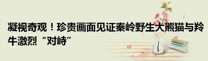 凝视奇观!珍贵画面见证秦岭野生大熊猫与羚牛激烈“对峙”