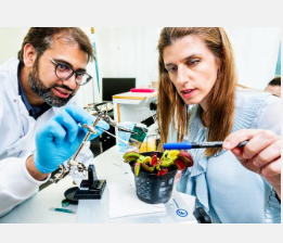 利用新的生物电子技术在植物中绘制快速电信号