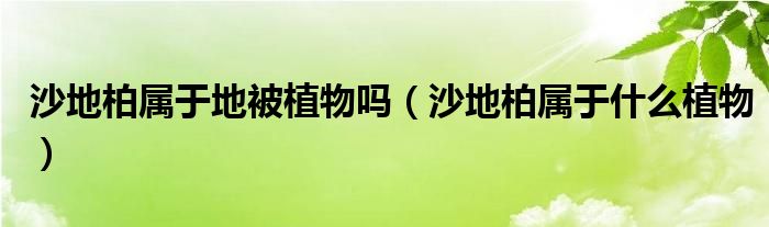 沙地柏属于地被植物吗(沙地柏属于什么植物)