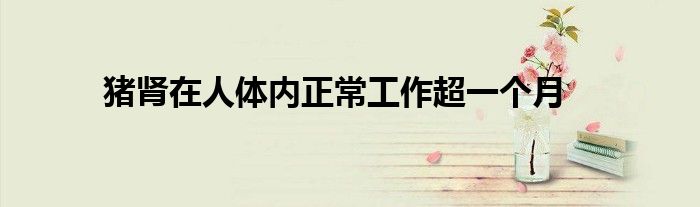 猪肾在人体内正常工作超一个月