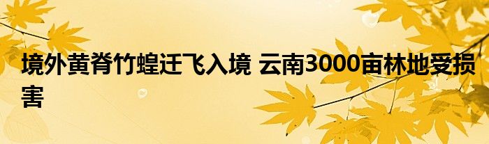 境外黄脊竹蝗迁飞入境 云南3000亩林地受损害