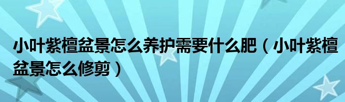 小叶紫檀盆景怎么养护需要什么肥(小叶紫檀盆景怎么修剪)