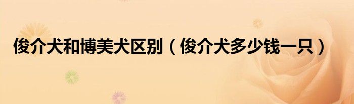 俊介犬和博美犬区别(俊介犬多少钱一只)